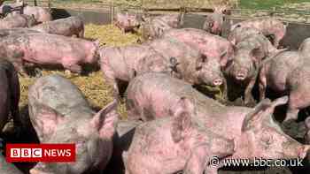Tesco gives £6.6m to pig producers following plea