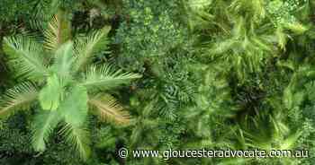 Australian rainforests dying faster - Gloucester Advocate