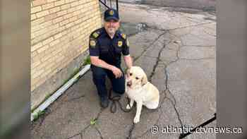 Arson dog is the Moncton Fire Department's newest member - CTV News Atlantic