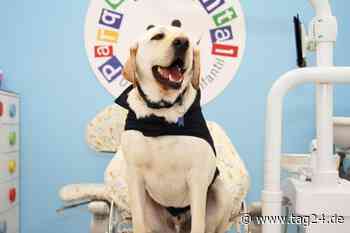 Herzerwärmend: Assistenz-Hund "Aldo" tröstet Kinder beim Zahnarzt! - TAG24