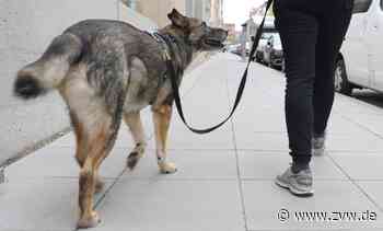 Hunde anleinen, Feste auf Grillplätzen anmelden: Neue Regeln in Kernen - Zeitungsverlag Waiblingen