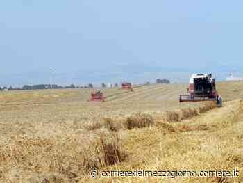 Grano duro: prezzi aumentati dell’80 per cento in un anno - Corriere del Mezzogiorno
