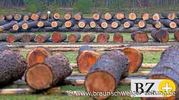 Interview – „Holzwirtschaft in alter Form kommt nicht zurück“