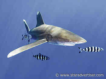 Suit alleges agency’s failure to protect Pacific sharks