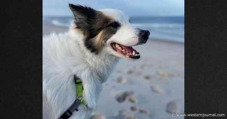 Owner Asks for Help After Car with Beloved Dog Inside Is Stolen, Damaged and Found Empty