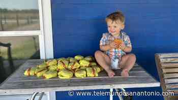 Niño de 2 años de Texas ordena 30 hamburguesas de McDonald’s desde el celular de su mamá - Telemundo San Antonio
