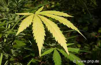 Rechtsanwalt wegen des Kaufs von Hanftee verurteilt - Passauer Neue Presse - PNP.de