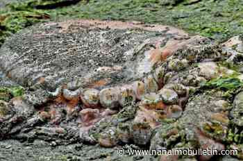 Island shutterbug gets surprise close-up look at giant octopus on Cowichan beach