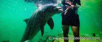 Les dauphins reconnaissent leurs amis grâce au goût de leur urine