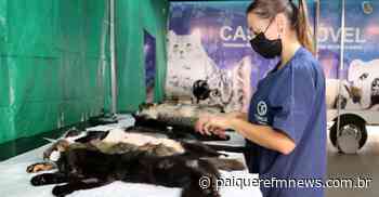 Castramóvel atinge 20 mil esterilizações de cães e gatos em Londrina - Paiquerê FM News