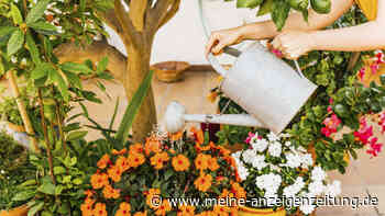 Blumen gießen: Zu dieser Tageszeit kann es den Pflanzen schaden