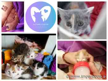 Diano Marina: nasce la nuova associazione "Aiutiamo i Gattini Dianesi". "Per salvare i cuccioli orfani e le mamme gatte" - Imperiapost.it