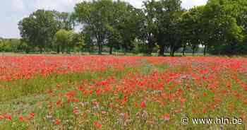 Heers viert begin van de zomer tijdens Klaprozen- en akkerbloemenfestival - Het Laatste Nieuws