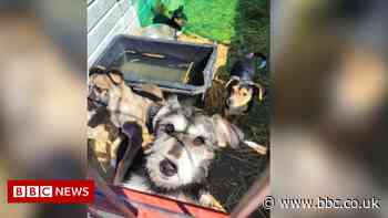 Coventry animal charity seeks support for Ukraine donations