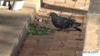 Concentração de pombos na Avenida Brasil em Cascavel podem transmitir doenças - Catve