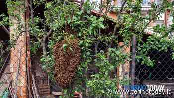 Lo sciame d'api "si raduna" sulla recinzione di un'abitazione di Volpiano - TorinoToday