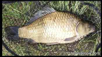 Anglers: Look Out for Prussian Carp in Saskatchewan - larongeNOW