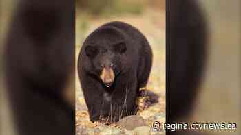Bear safety tips in Saskatchewan - CTV News Regina