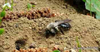 Voorstelling Zwalms Wilde Bijenplan | Zwalm | hln.be - Het Laatste Nieuws