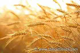 US wheat futures slide on Russian crop exports, UN grain talks