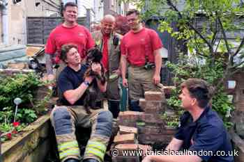 Bexley: Erith firefighters rescue dog - This is Local London