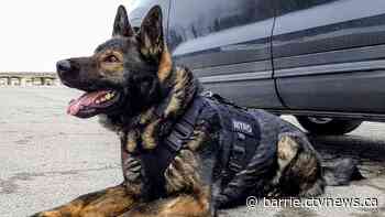 Innisfil suspect faces multiple charges after fleeing police in stolen vehicle - CTV News Barrie