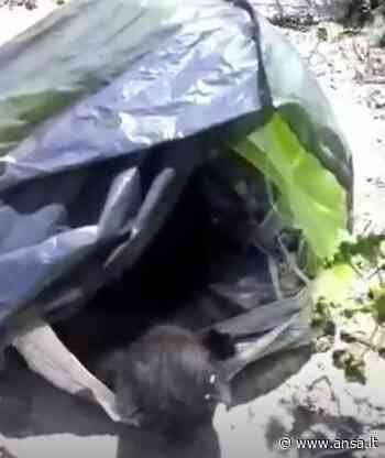 Enpa, salvati gattini trovati in cassonetto rifiuti a Lipari - Agenzia ANSA