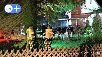 Wolf in Wahlstedt? Kühe flüchten durch Segeberger Forst - Einsatz der Feuerwehr - Lübecker Nachrichten