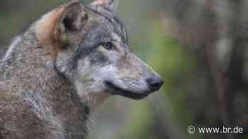 Gerissene Schafe im Manteler Forst: Diagnose "Wolf" - br.de