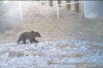 Beyond Local: Grizzly bears spotted in valley bottom around Canmore - Mountain View TODAY