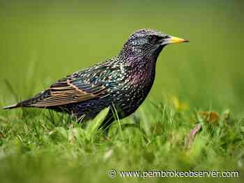 BIRDWATCH: Anniversary of the introduction of the European Starling - Pembroke Observer