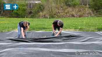 Netphen: Spargel aus dem Mittelgebirge? Gibts hier! - WP News