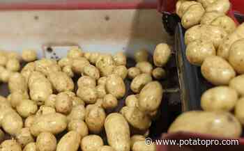 Time to permanently retire fields with potato wart, a Prince Edward Island legislative committee says - PotatoPro