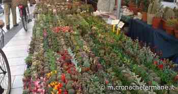 Torna “Il Mare in fiore” e il centro di Porto San Giorgio si trasforma in giardino - Cronache Fermane