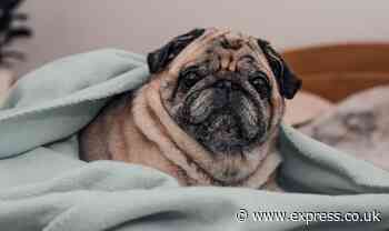 'Lifetime of suffering' Pugs lack 'basic functions' of dog due to being bred for looks