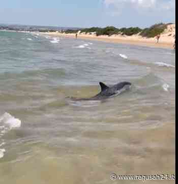Delfino spiaggiato a Pozzallo. Salvato dai bagnanti e dalla Capitaneria di Porto - ragusah24.it