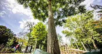 Artenvielfalt in Bonn: Stadt sucht nach dem richtigen Baum für Bonn - General-Anzeiger Bonn