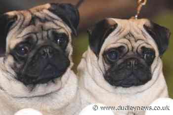 Pugs no longer 'typical dogs' due to high health risks | Dudley News - Dudley News