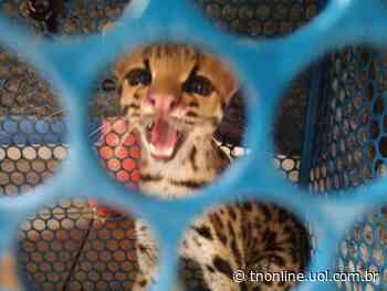 Filhote de jaguatirica é capturado em Jandaia do Sul; veja - TNOnline - TNOnline
