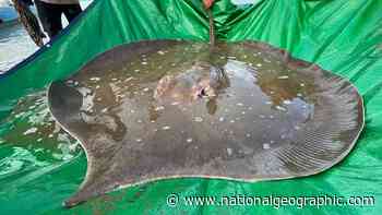 13-foot-long stingray found in deep hole in Mekong River - National Geographic
