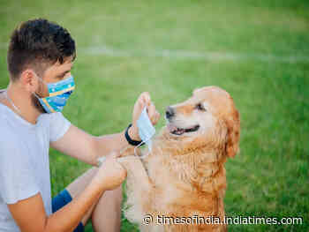 Coronavirus: Dogs as effective at detecting COVID-19 as PCR tests, study shows - Times of India