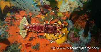 Grey/WPP Liquid and Savanna Cider step in to virtual reality - Grey Africa - Bizcommunity.com