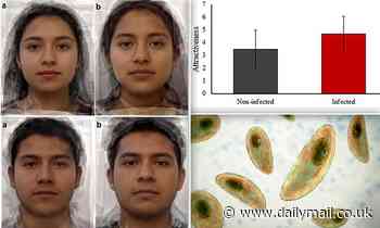 Mind-altering parasite may make people more attractive, study finds