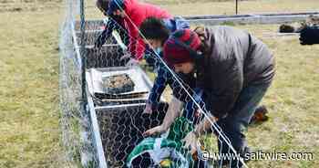 Working the soil: Cape Breton school garden club growing fruits, vegetables and flowers - Saltwire