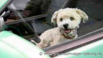 Mann lässt Hund in Braunschweig in überhitztem Auto zurück