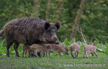 Allarme Peste Suina: Coldiretti Chiede L'abbattimento Di Massa Dei Cinghiali Su Tutto Il Territorio Nazionale, Cia Abruzzo Chiama L'esercito » Terre Marsicane - Terre Marsicane