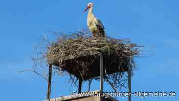 Aichach-Friedberg: Babyglück? Acht Storchenpaare brüten im Wittelsbacher Land | Friedberger Allgemeine - Augsburger Allgemeine