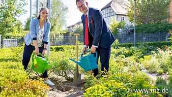 Lippische Rose in Zeitz: Im Detmold-Garten blüht Symbol der Städtepartnerschaft - Mitteldeutsche Zeitung