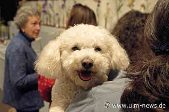 Stadt Ulm: Hundehalter sind verantwortlich für ihre Tiere