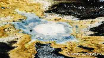 The Almighty Squabble Over Who Gets to Name Microbes